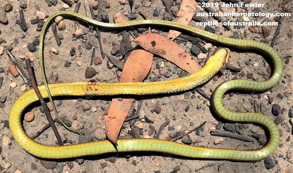 Green Tree Snake Dendrelaphis punctulatus